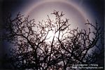 Moon Halo